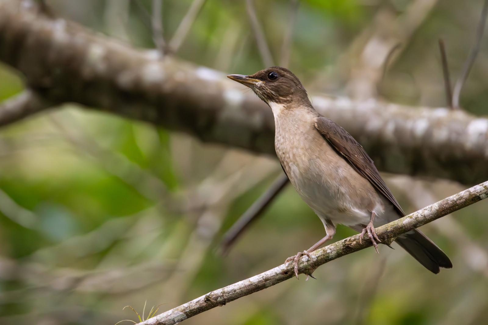 image Creamy-bellied Thrush